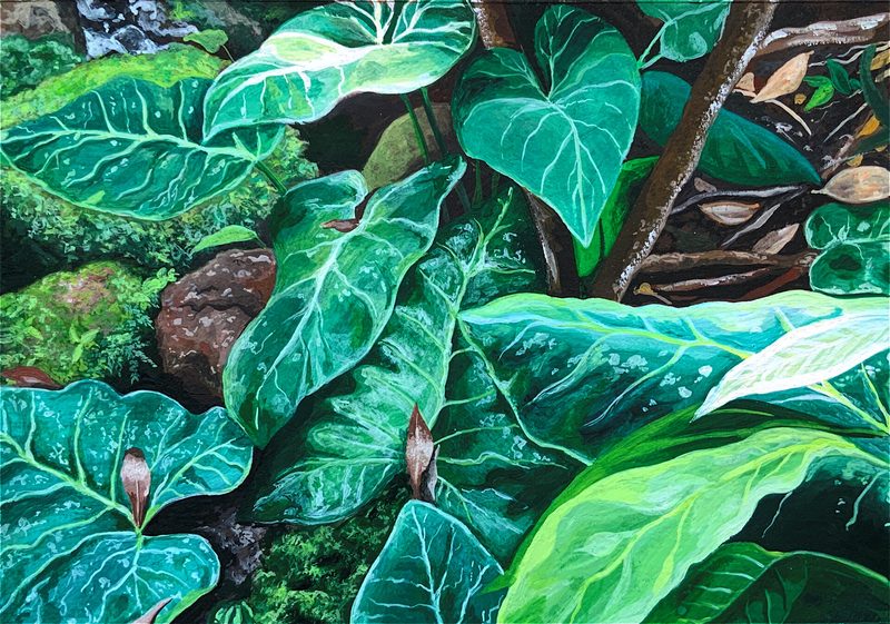Plant illustration, botanical study