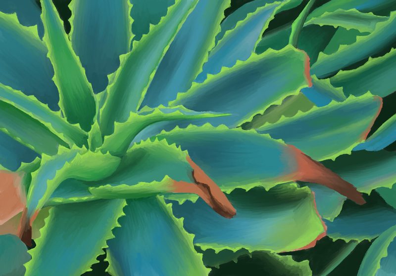 Succulent, botanical study